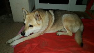 Dog Sitter Sitter Piave APACHE