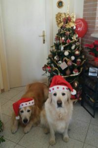 Dog Sitter Sitter Piave Sally e Kevin